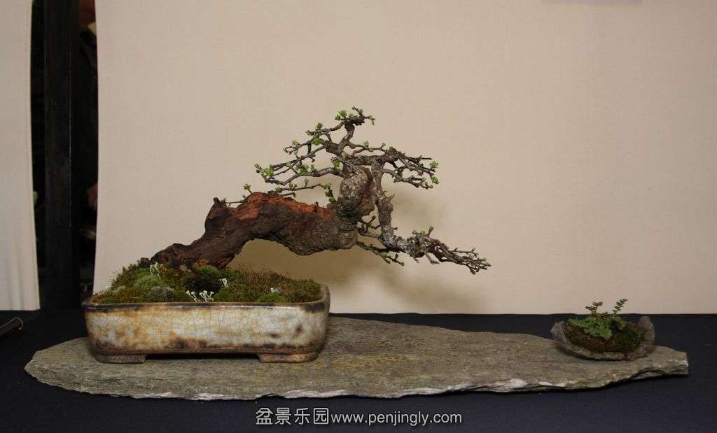 Shohin UK 2013 002.jpg