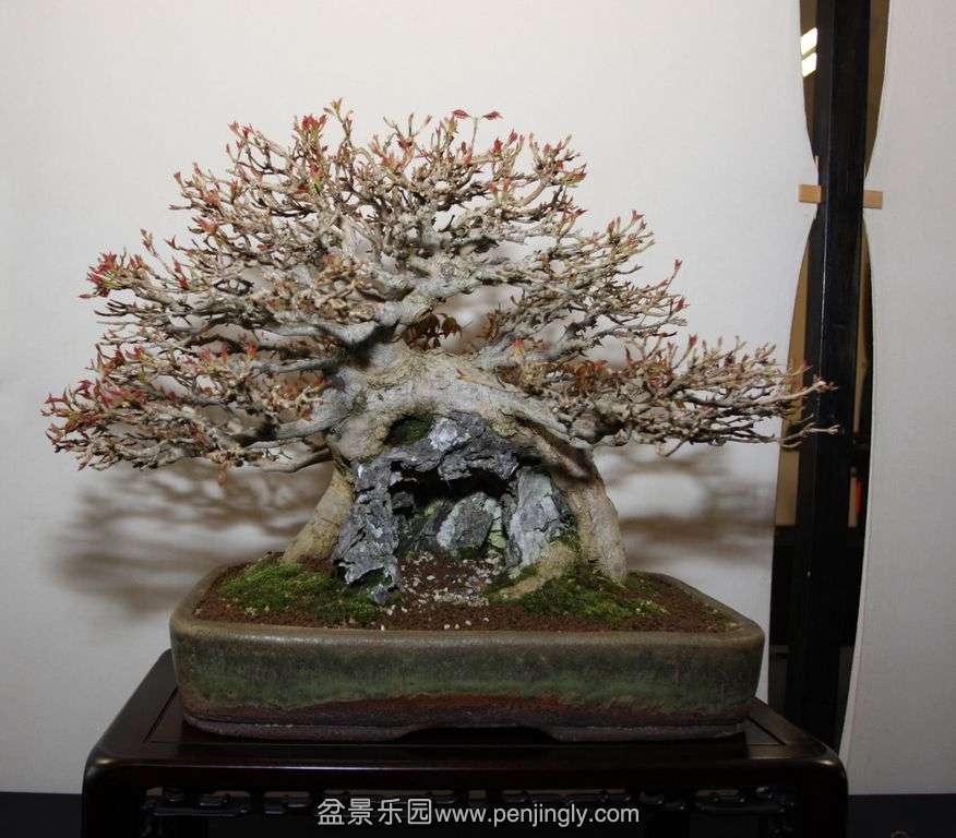 Shohin UK 2013 004.jpg