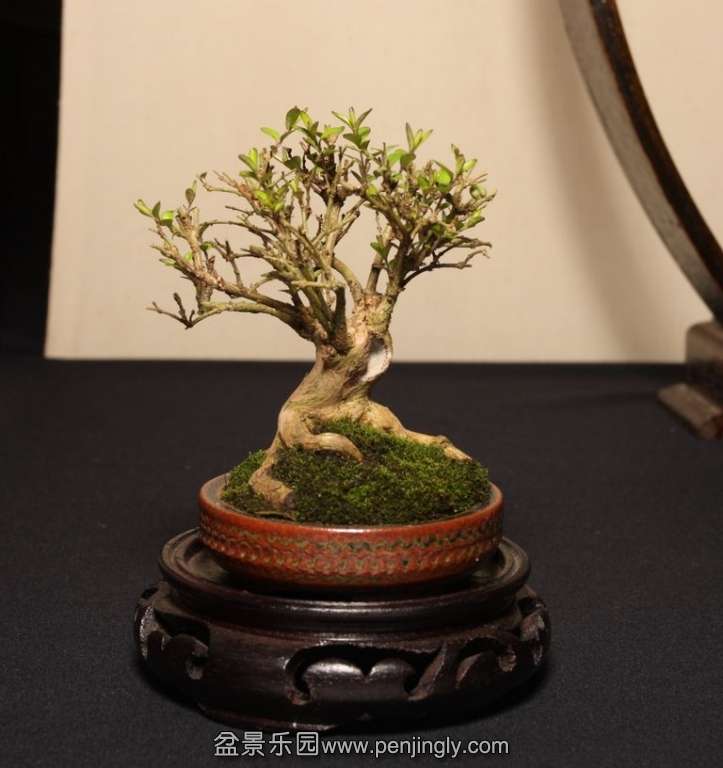 Shohin UK 2013 005.jpg