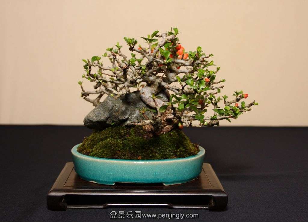 Shohin UK 2013 012.jpg