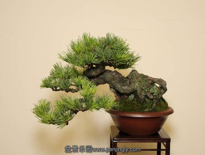 Shohin UK 2013 JB Goyo.jpg