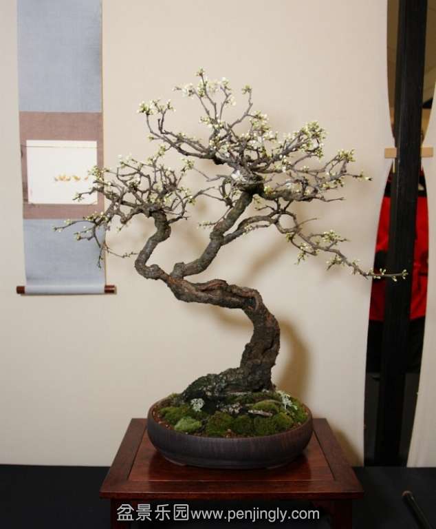 Shohin UK 2013 Les.jpg