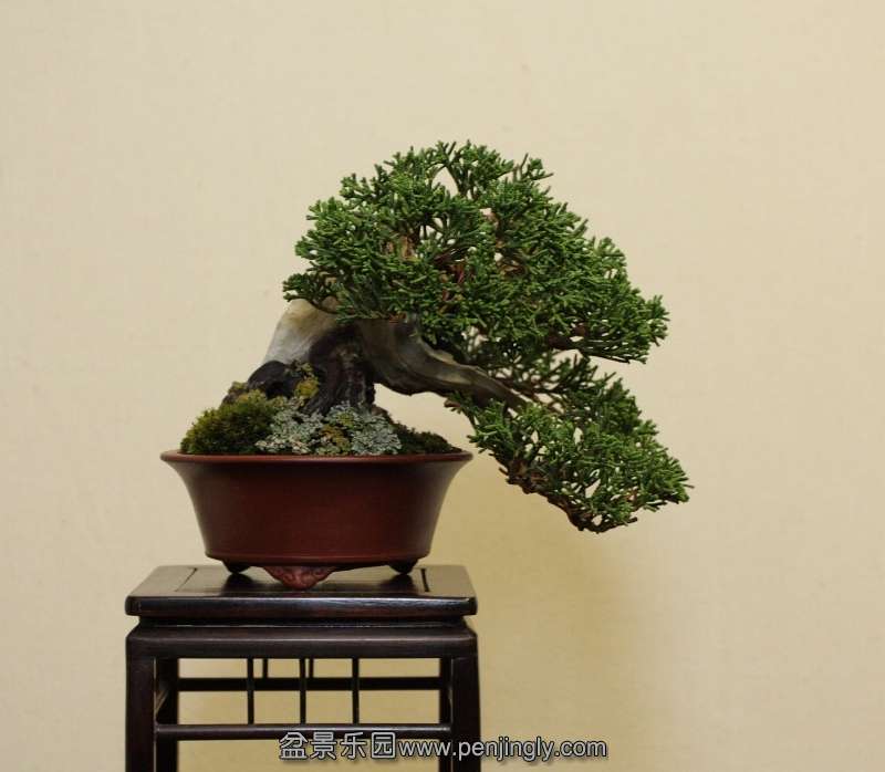 Shohin UK 2013 mame itoi.jpg