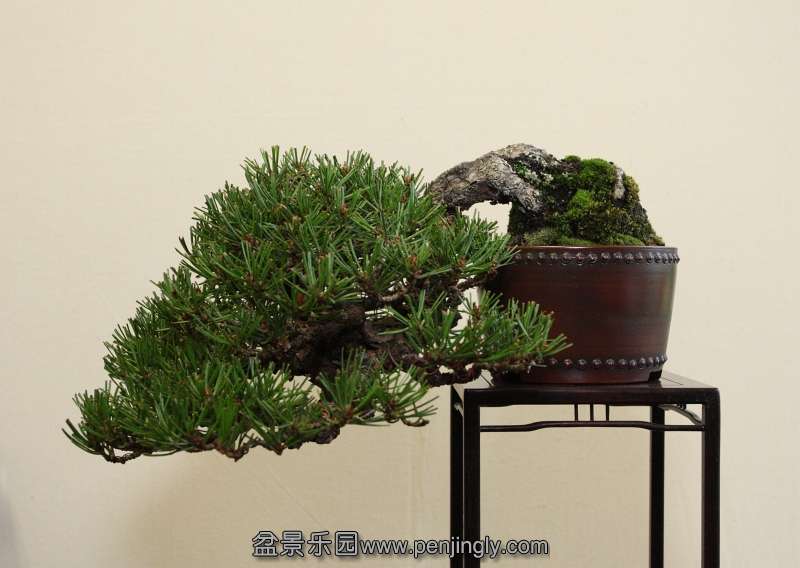 Shohin UK 2013 Our Akamatsu.jpg