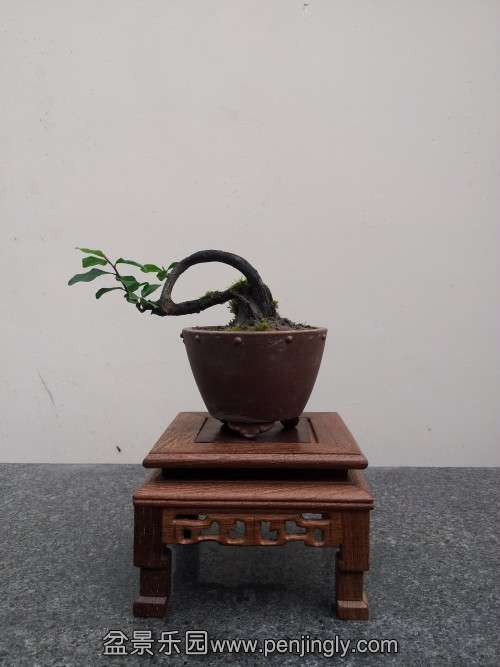 ΢׮