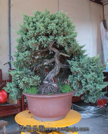 DSC07305.gif