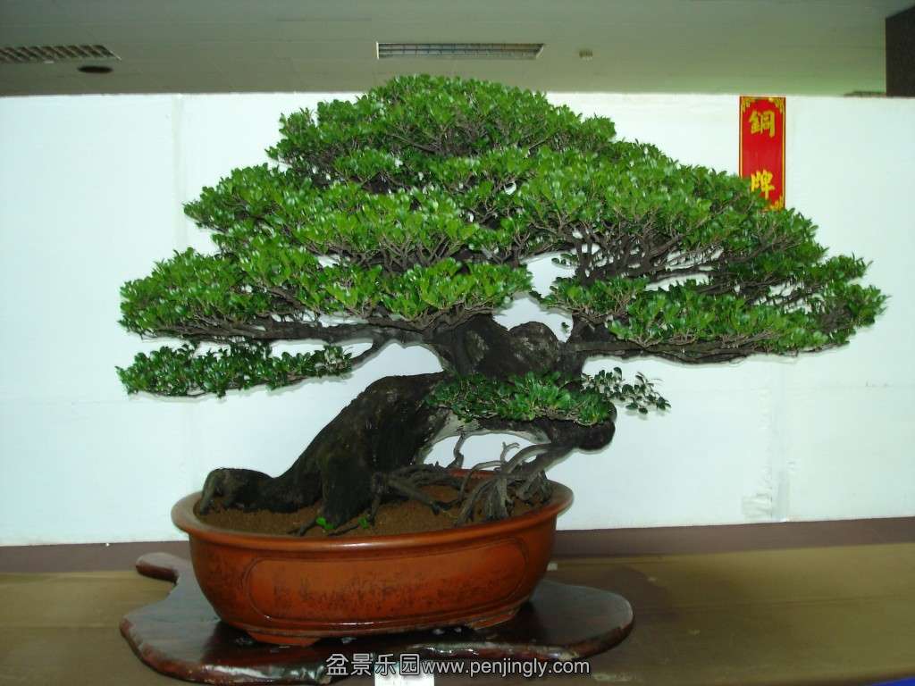 conew_plpjn4bx.gt5ga4re06wdq.jpg