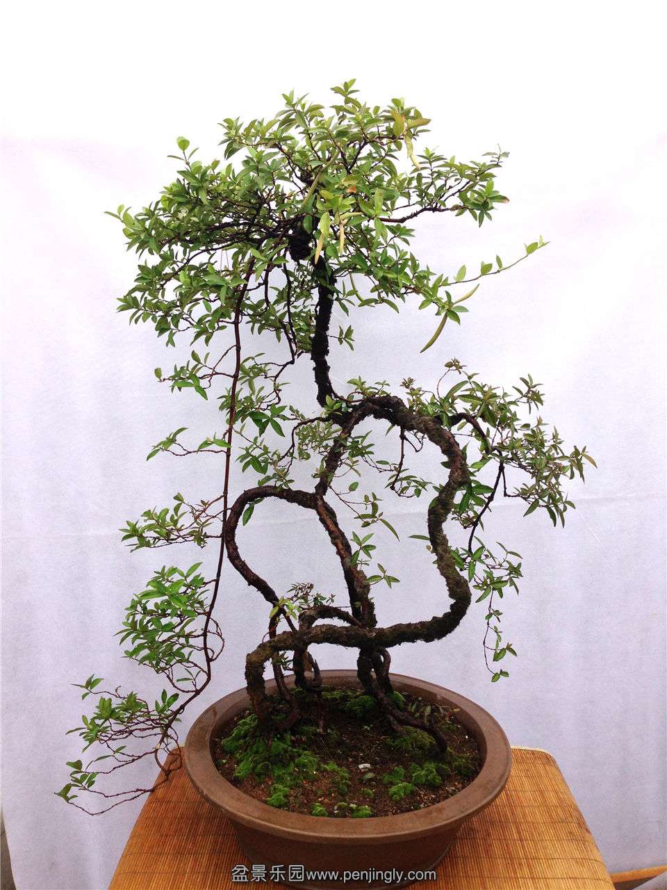 ���֣���ʯ  ���ߣ�70cm