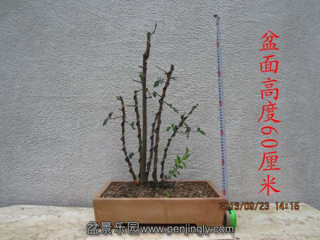 IMG_2275_.jpg