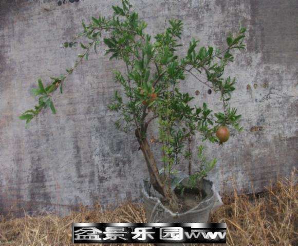 DSCF2054.jpg