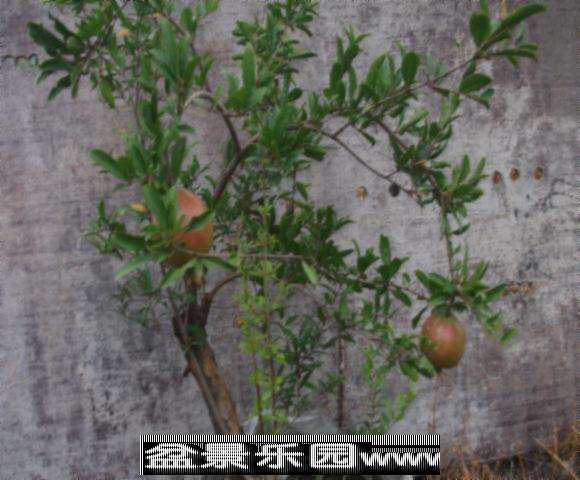 DSCF2055.jpg