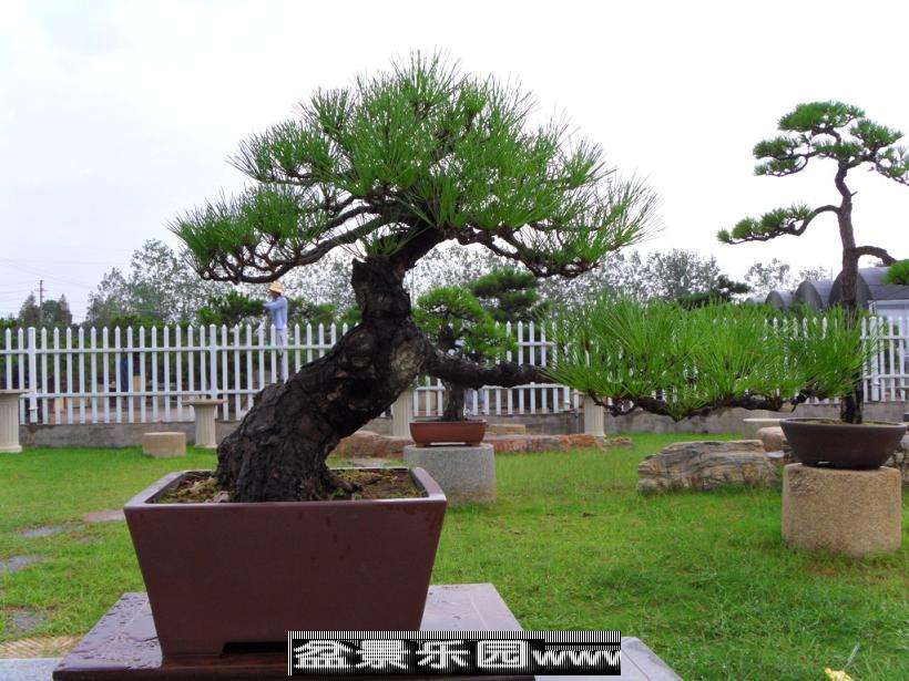 SDC12750.JPG