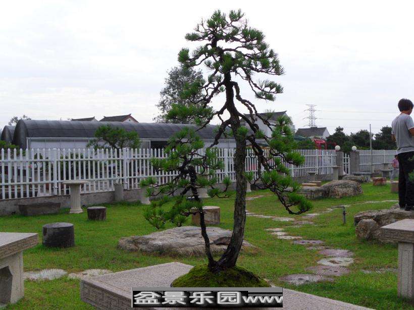 SDC12752.JPG