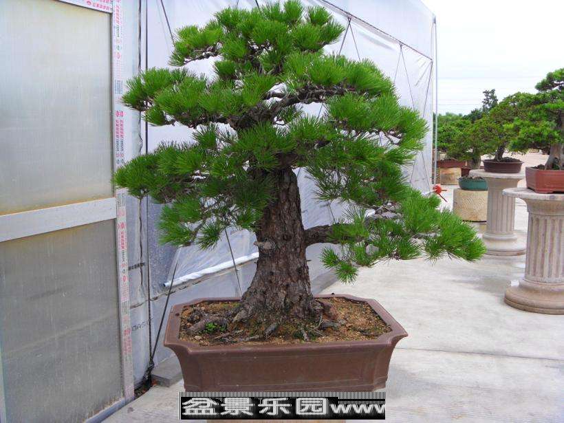 SDC12856.JPG
