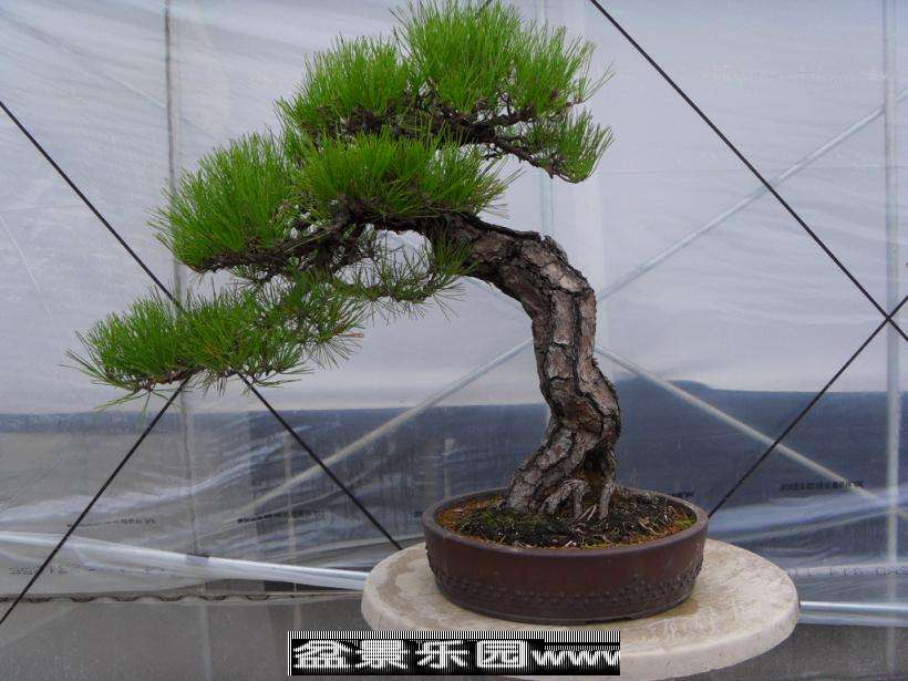 SDC12863.JPG