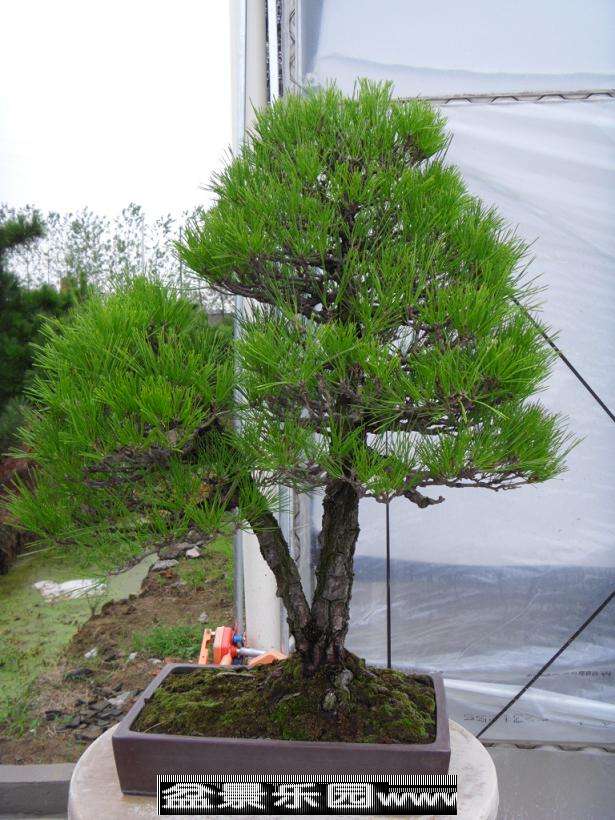 SDC12864.JPG