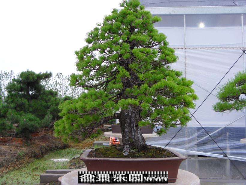 SDC12865.JPG