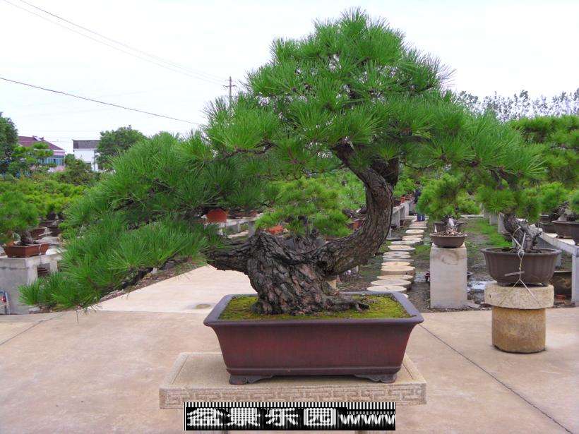 SDC12876.JPG