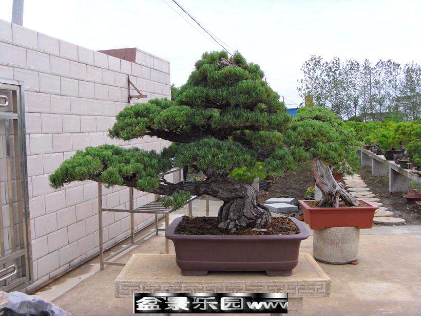 SDC12878.JPG