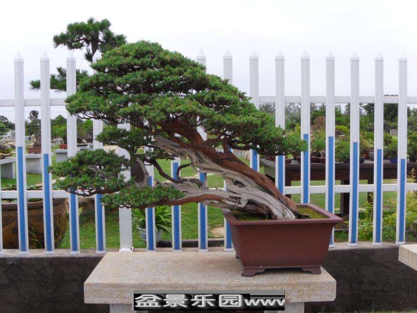 SDC12883.JPG