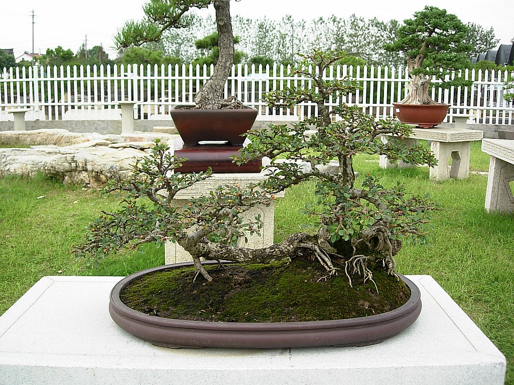 conew_dscn0080.jpg