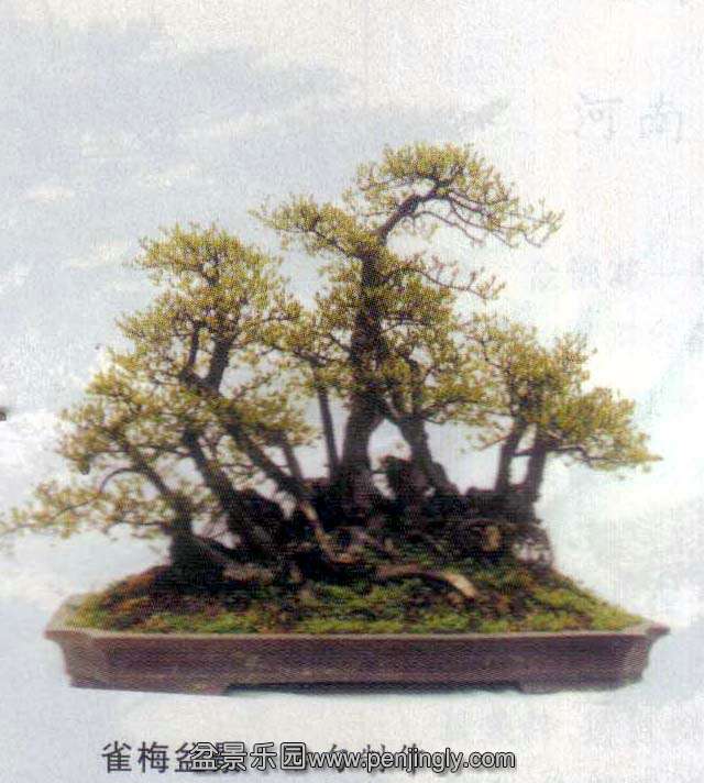 辰-ȸ÷.jpg