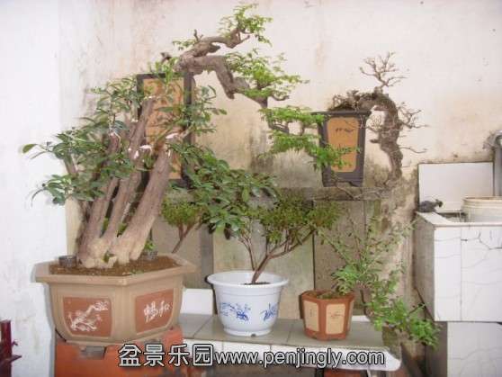 SDC13715.JPG