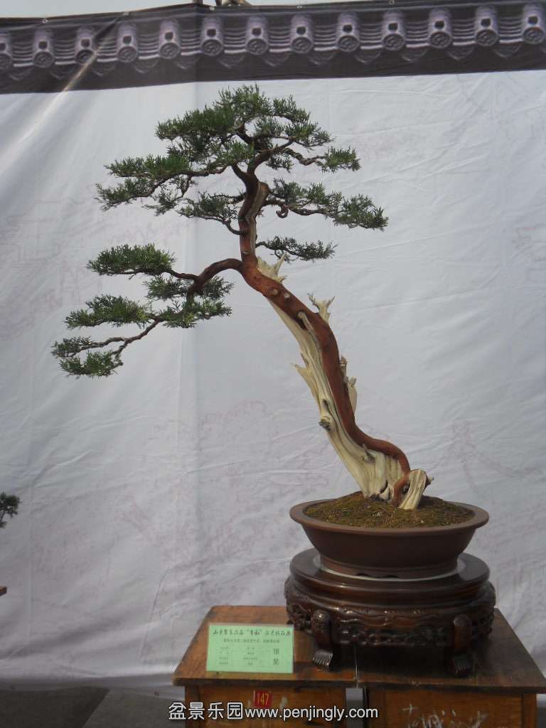 SDC17741.JPG