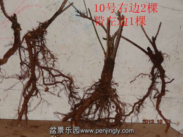 DSC00411_.jpg