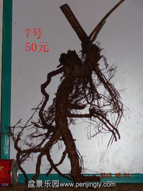 DSC00406_.jpg