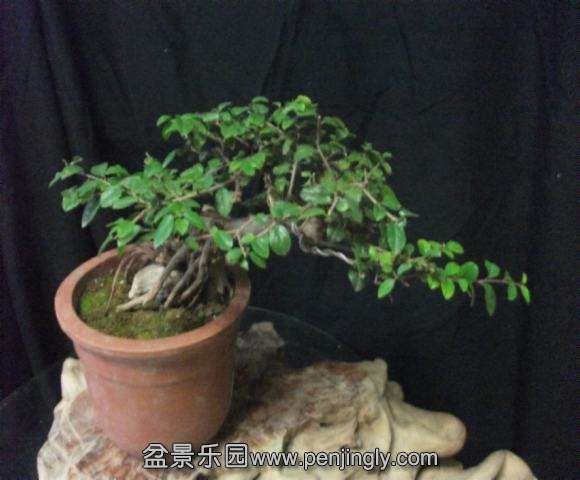 DSCF2180.jpg