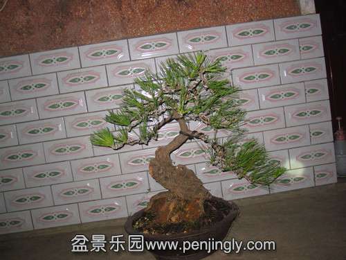 IMG_6036_.jpg