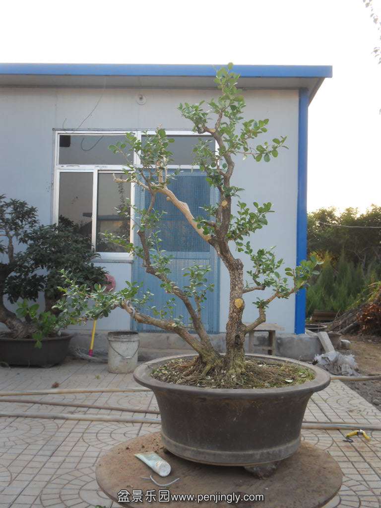SDC17886.JPG
