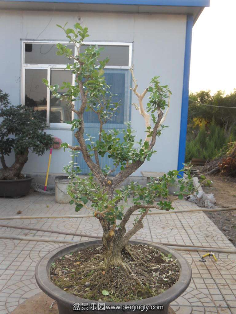 SDC17888.JPG