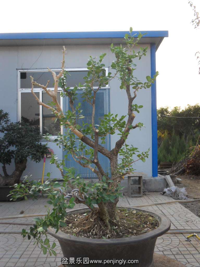 SDC17890.JPG