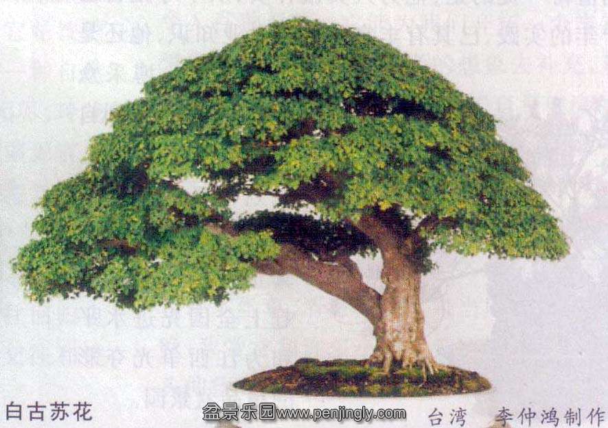 ٺ-Թջ.jpg