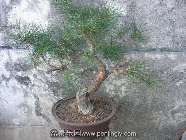DSCN58510001.JPG