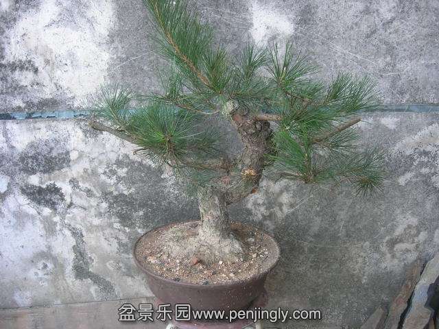 DSCN58530001.JPG