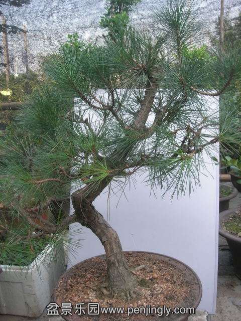 DSCN58580001.JPG