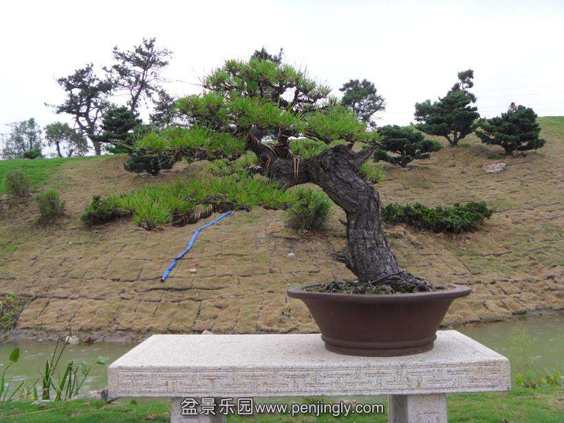 SDC12771.JPG