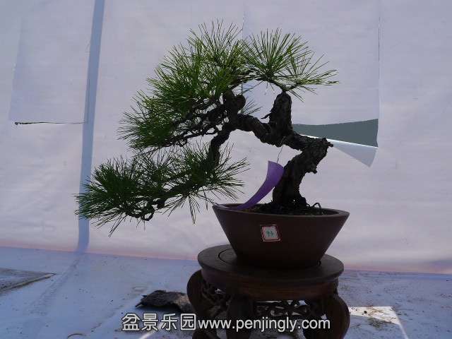 P1040272.JPG
