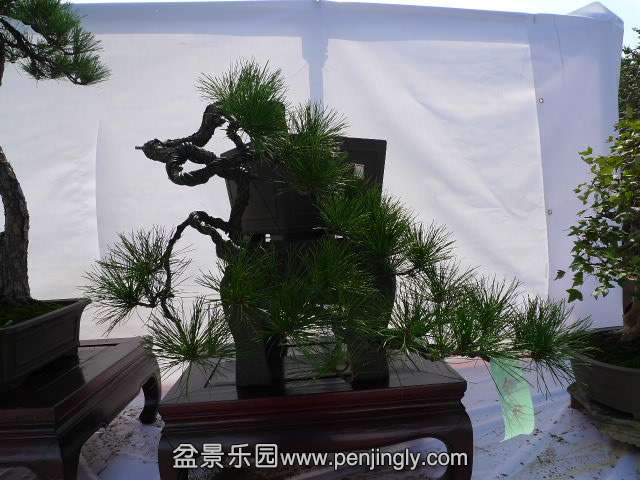 P1040278.JPG