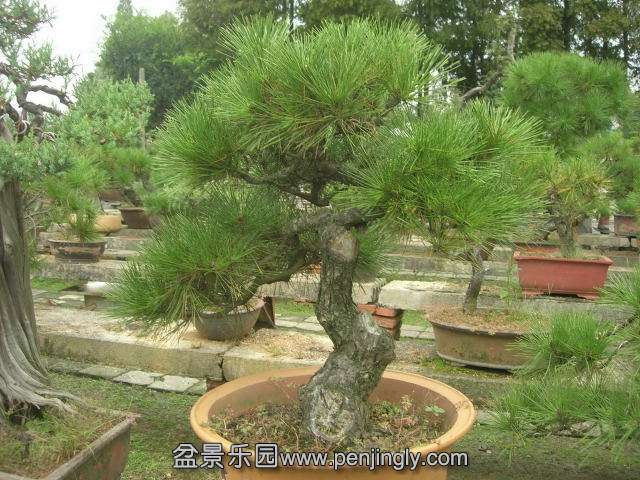 DSCN59780001.JPG