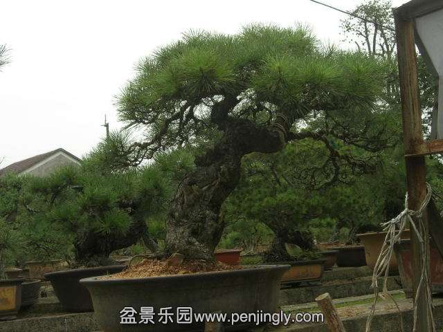 DSCN59140001.JPG