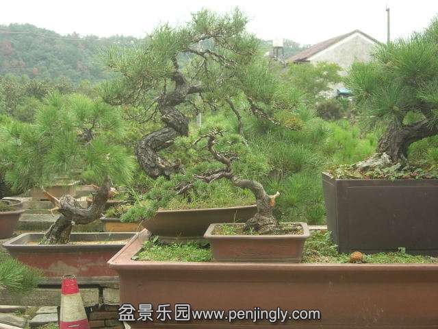 DSCN59120001.JPG