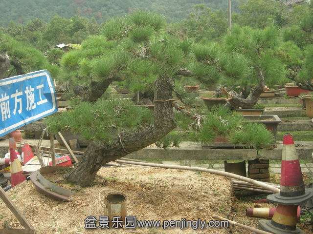 DSCN59110001.JPG