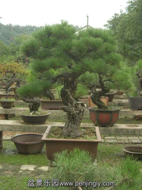 DSCN59050001.JPG