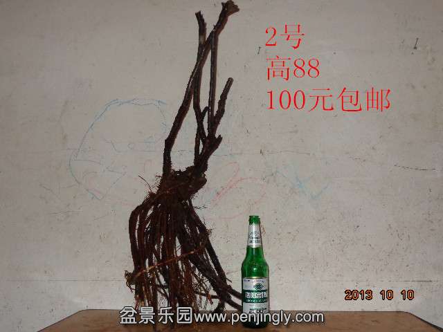 DSC00518_.jpg