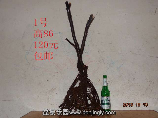 DSC00515_.jpg