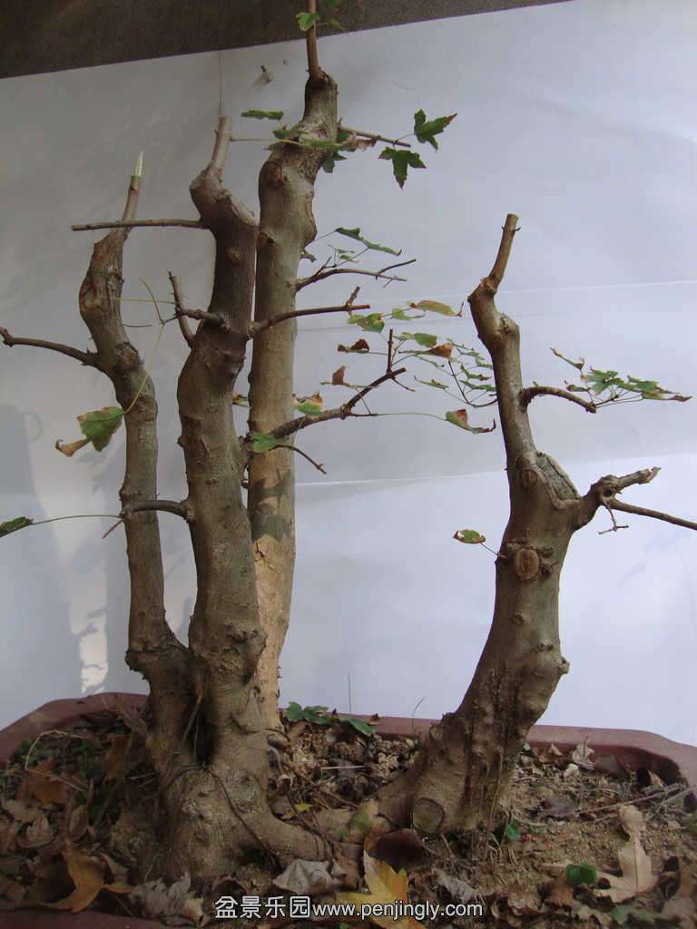 DSC09208.JPG